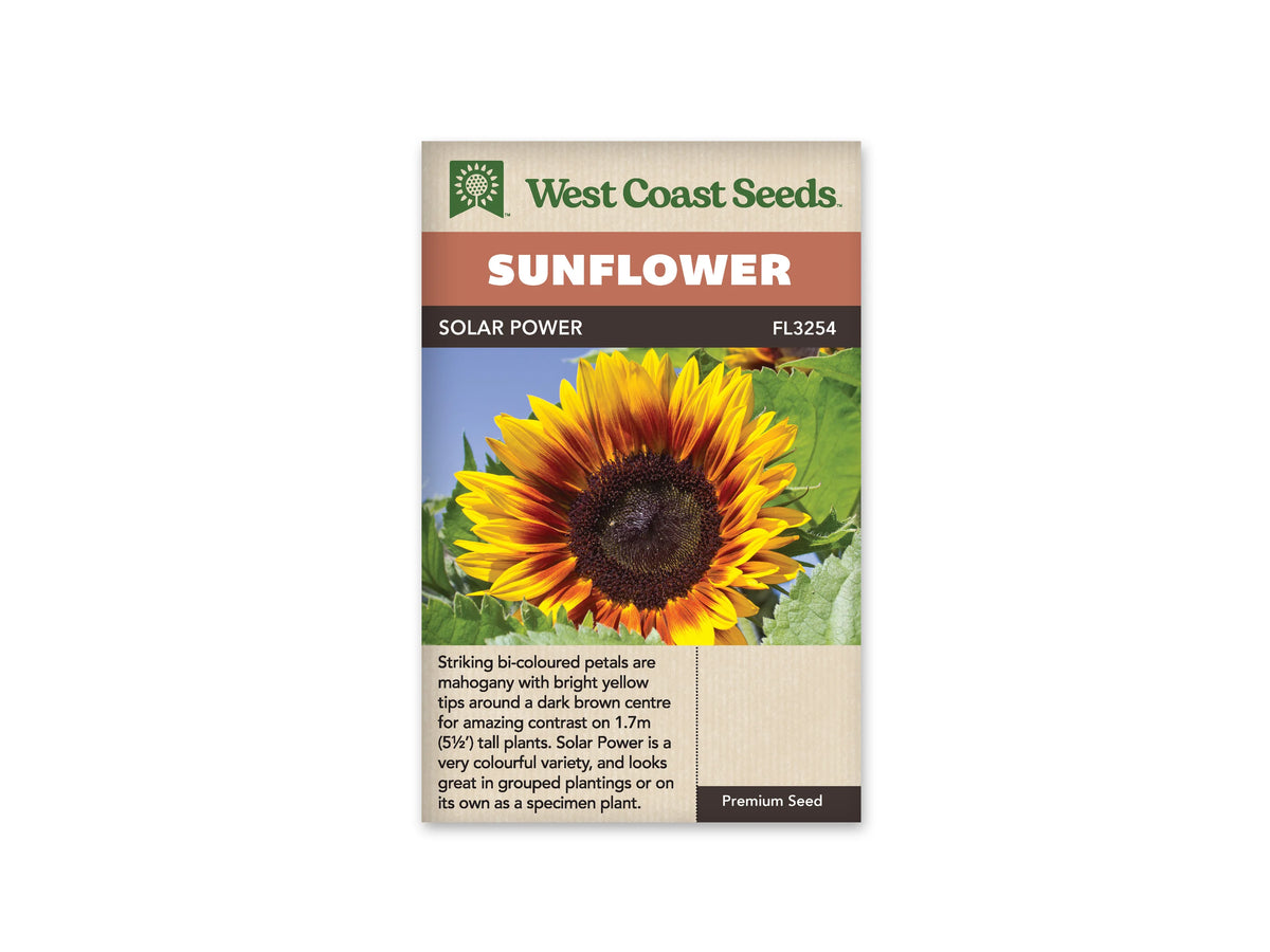 Sachet beige de semences Solar Power avec bandeau terre cuite et nom sur fond brun. Une grande fleur bicolore remplit la photographie. Les pétales sont rouge acajou près du disque et jaune vif aux pointes. Le centre brun foncé est entouré d'une mince zone orangée. Des feuilles vertes et un ciel bleu clair apparaissent autour de la fleur.