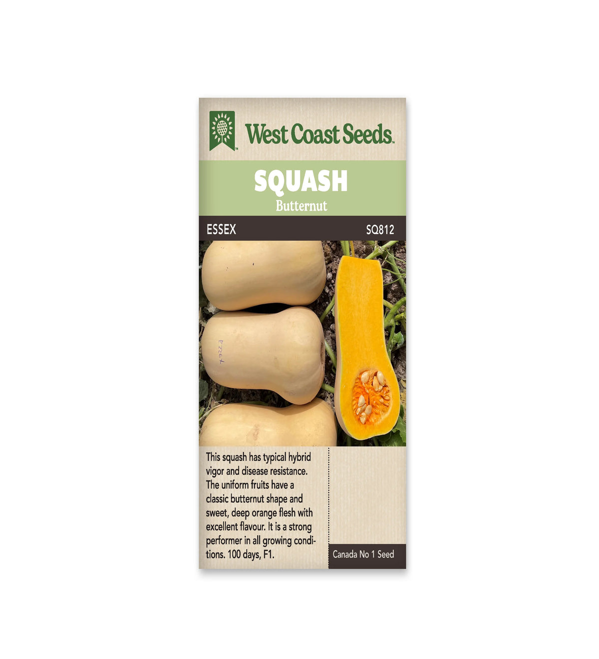 Sachet beige de semences Essex avec bandeau vert pâle et nom sur fond brun. La photographie montre des courges butternut beiges sur la terre, près de tiges vertes. Une moitié placée verticalement à droite révèle une chair orange et des graines dans la base renflée. Les fruits entiers se trouvent à gauche de cette coupe.