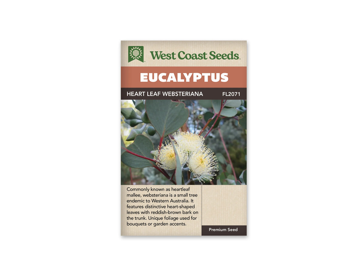 Sachet Heart Leaf Websteriana de West Coast Seeds sur fond blanc. La photo montre des feuilles gris vert en forme de cœur sur des tiges rouges. Des fleurs jaune crème aux nombreuses étamines et des boutons verts sont visibles au centre. Le bandeau orangé indique Eucalyptus; la bande brune porte le nom et le code FL2071.