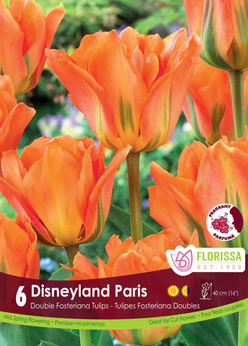 Disneyland Paris Tulip