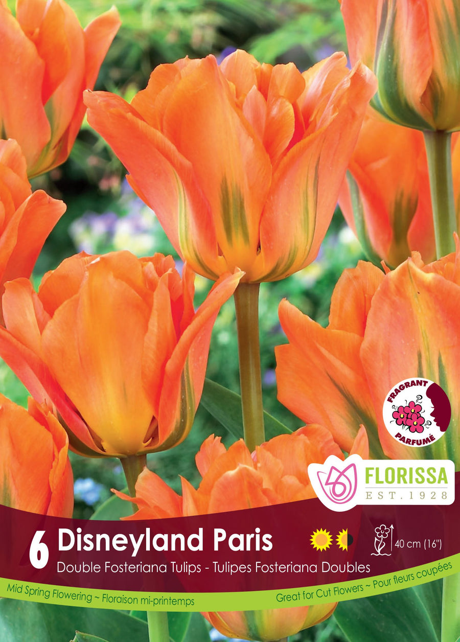 Disneyland Paris Tulip