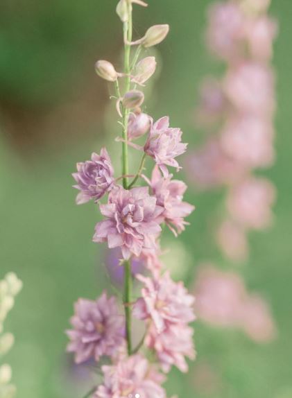 Larkspur 'Early Grey' organic