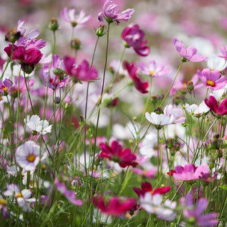 De petites fleurs blanches, roses et pourpres se dressent sur de longues tiges minces, à différentes hauteurs. Les corolles ouvertes montrent des centres jaunes, tandis que quelques boutons restent fermés au-dessus du feuillage fin. Les fleurs du premier plan sont plus nettes. D’autres deviennent floues derrière, formant un fond léger de couleurs mêlées et de lignes vertes.