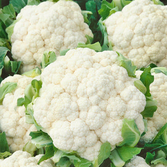 Plusieurs choux-fleurs blancs occupent presque toute l’image, avec une grosse tête arrondie au premier plan et d’autres derrière. Les bouquets serrés dessinent une surface bosselée, dans des tons blancs à crème. Des feuilles vertes bordent chaque tête et se chevauchent entre les plants. Le cadrage rapproché coupe une partie du feuillage sur les côtés.