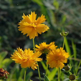 Quelques fleurs jaunes se dressent sur de fines tiges vertes devant un fond sombre. Les pétales pointus se superposent autour de petits centres dorés et composent des contours très découpés. Une fleur ouverte domine le haut à gauche. Des feuilles étroites et plusieurs petits boutons ronds, entourés de pointes vertes, apparaissent dans le bas à droite.