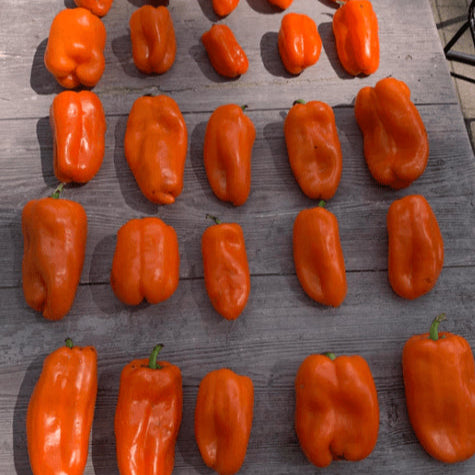 Pepper 'Early Long Bell' organic