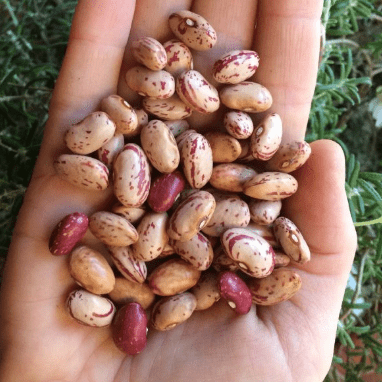 Bean 'Early Mohawk' Organic