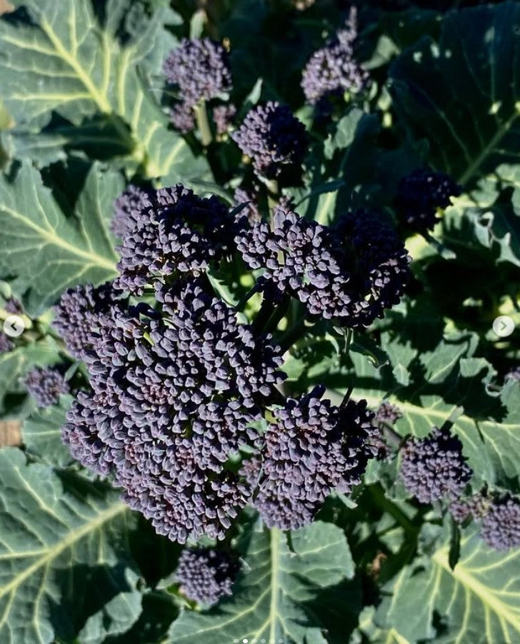 Organic purple sprouting broccoli