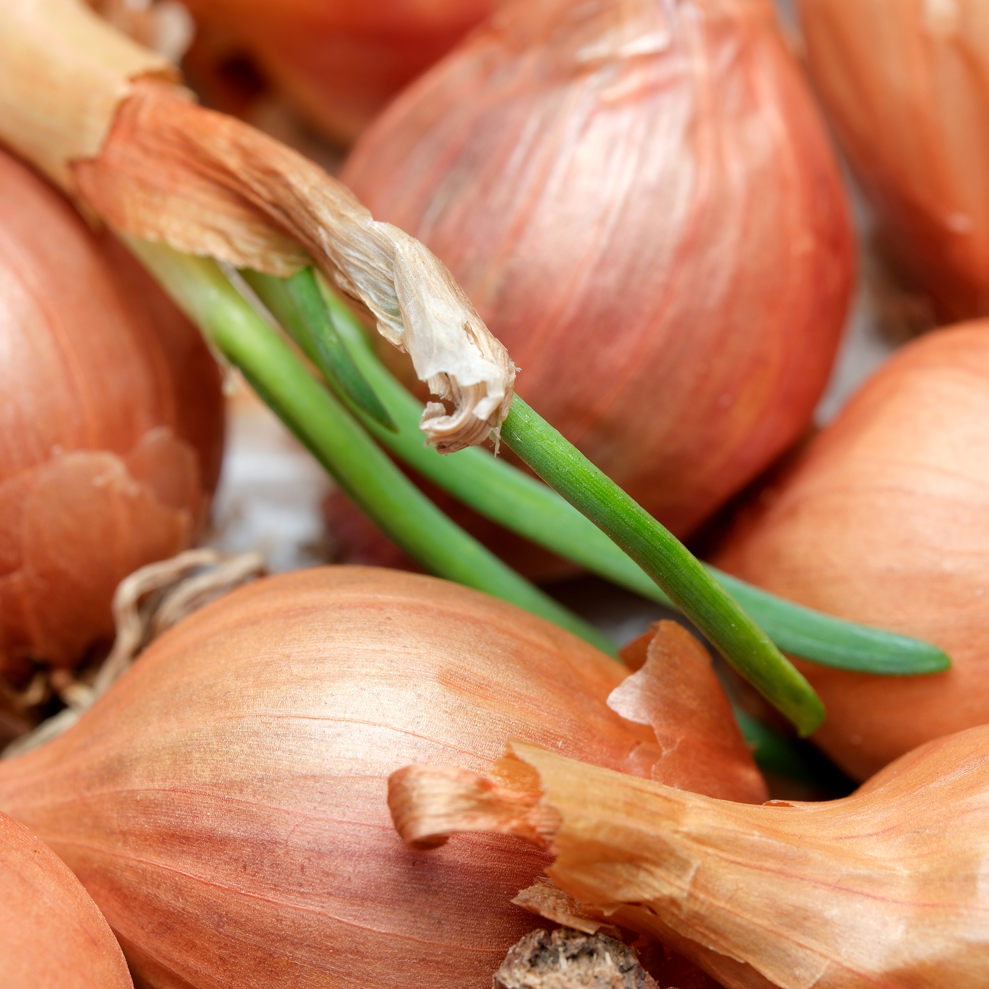 Shallot