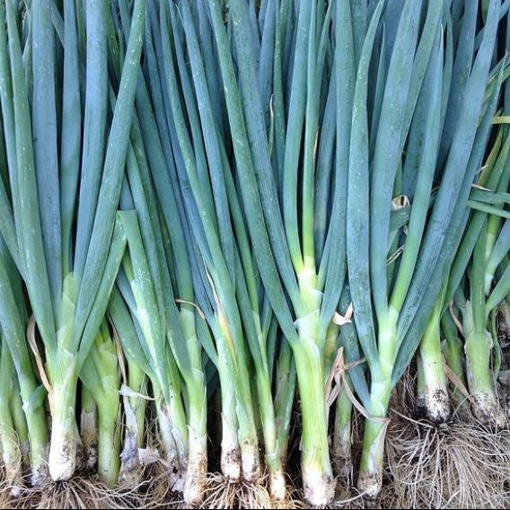 Échalote 'Evergreen Hardy White Scallion' bio