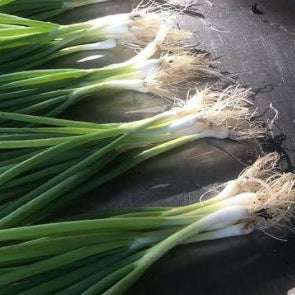 Organic 'Parade Bunching Onion' Shallot