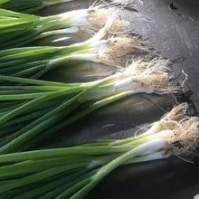 Organic 'Parade Bunching Onion' Shallot