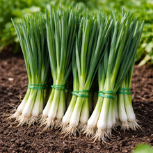 Organic 'Evergreen' shallot bunching