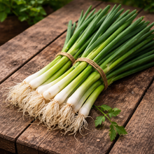 Oignon à botteler Parade. Oignons verts en botte, à longs fûts blancs. Le cadrage permet de voir les formes, les couleurs et les détails du sujet représenté. Les contours se détachent du fond de l’image, avec des différences de teinte et de texture visibles sur les surfaces. Cette vue accompagne la présentation du produit dans la boutique.