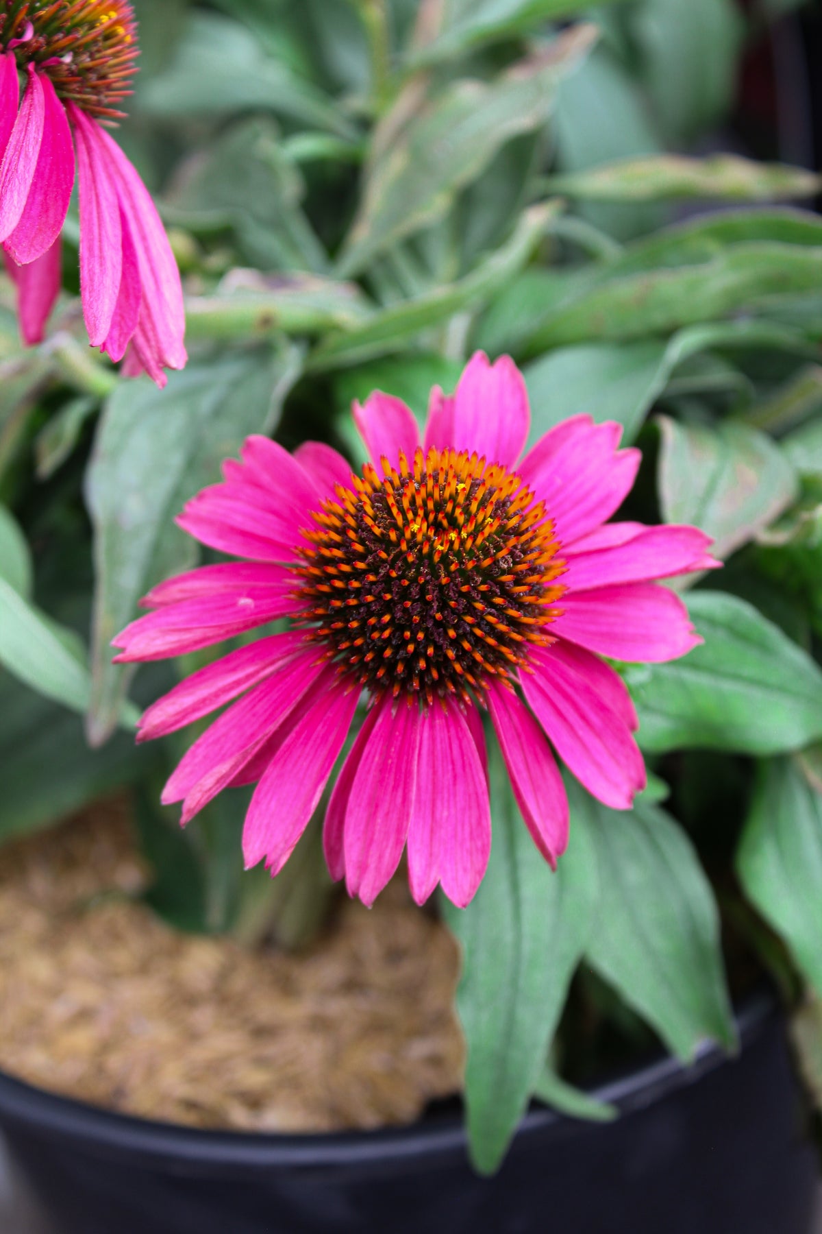 Échinacée ‘Raspberry’ — Echinacea