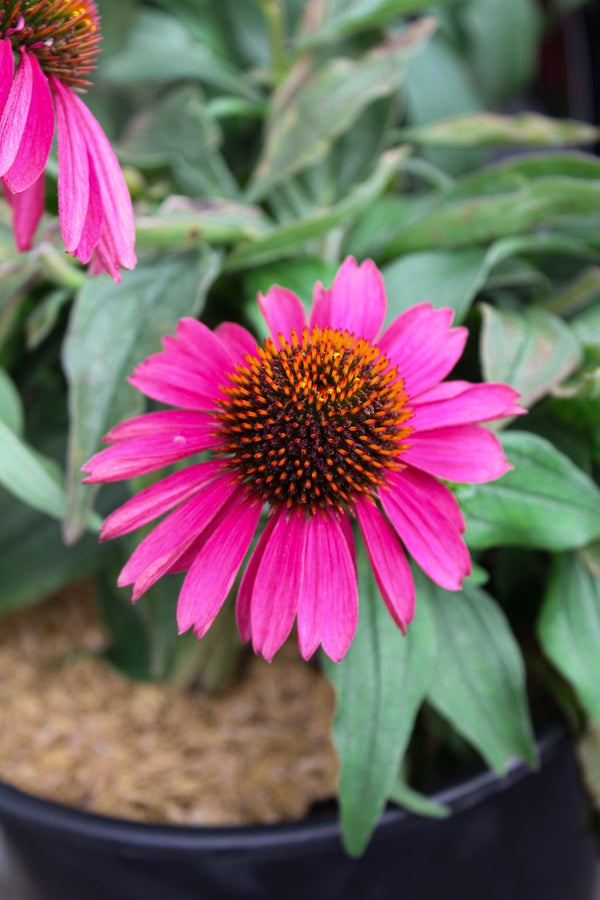 Echinacea 'Kismet Raspberry'
