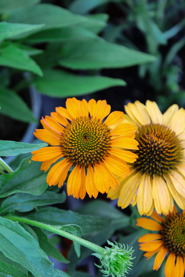 Echinacea 'Prima Saffron'