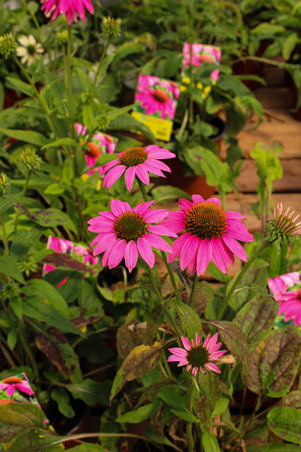 Echinacea 'PowWow Wild Berry'