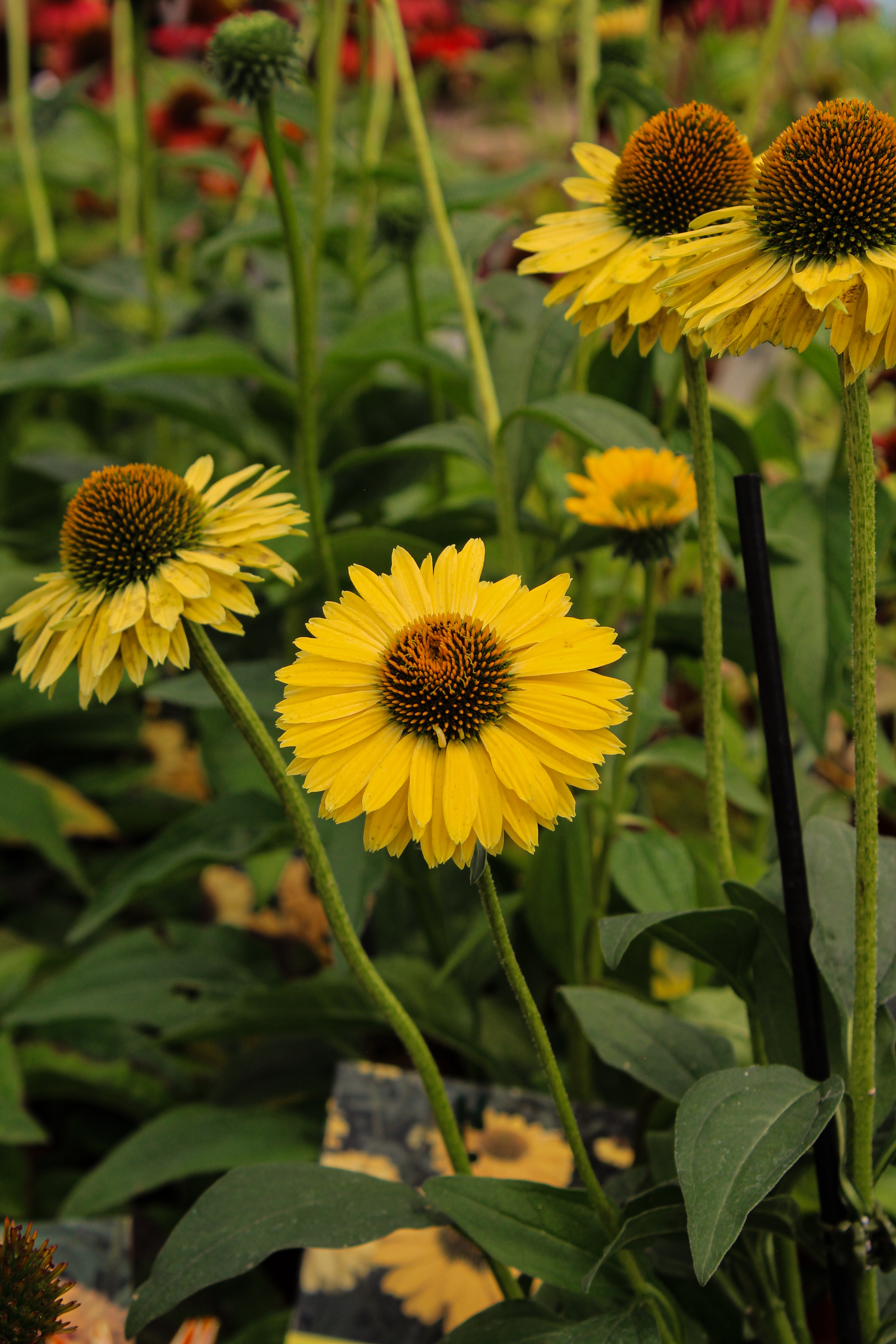 flowerシンギングリン宇宙⑤ Pépinière.ca | Echinacea Sunseekers® 'Golden Sun'