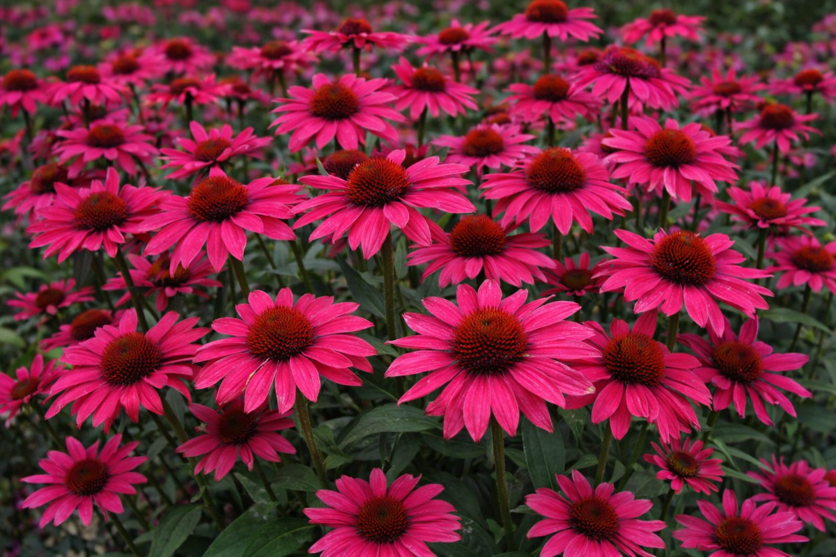 Echinacea 'Artisan Brilliant Rose'