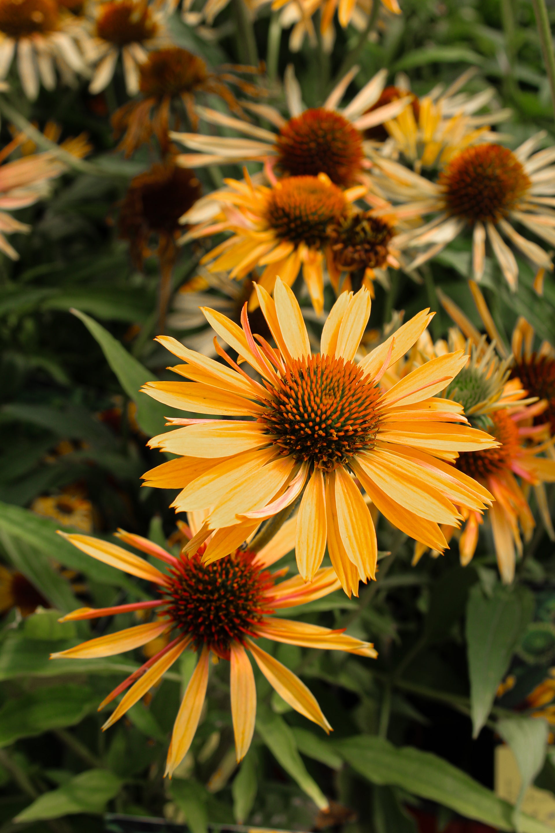 echinacea big kahuna seeds Pépinière.ca