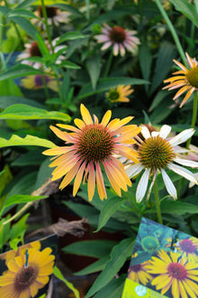 Echinacea 'Big Kahuna'