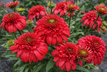 Echinacea 'Delightful Sangria'
