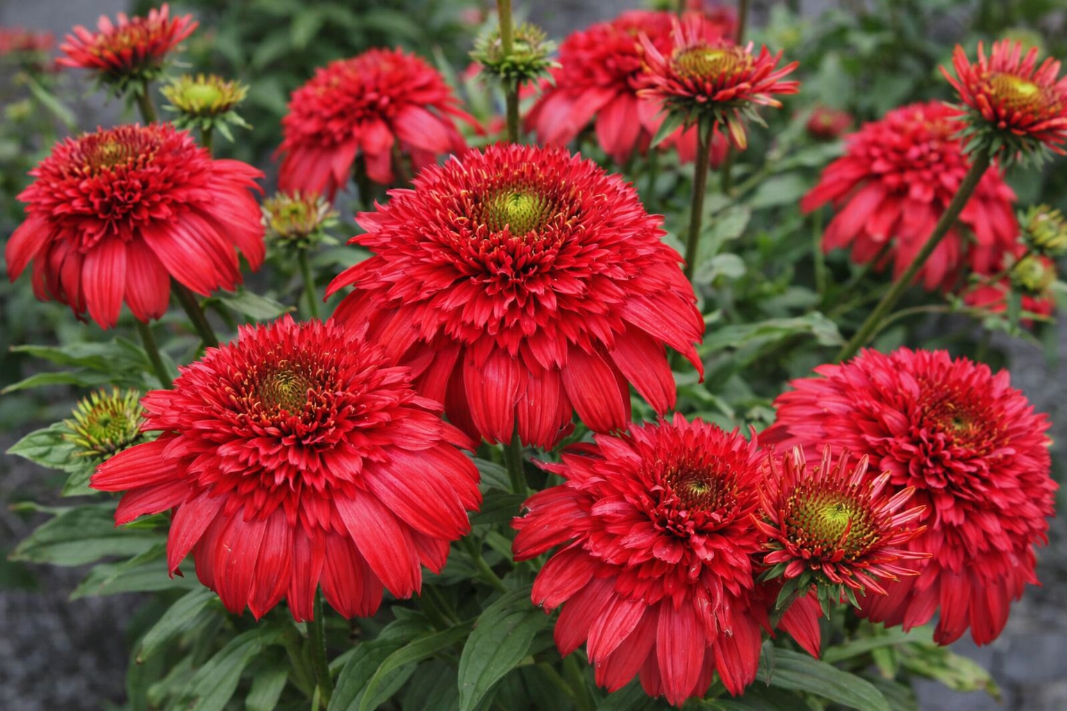 Echinacea 'Delightful Sangria'