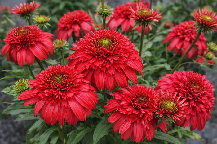 Echinacea 'Delightful Sangria'