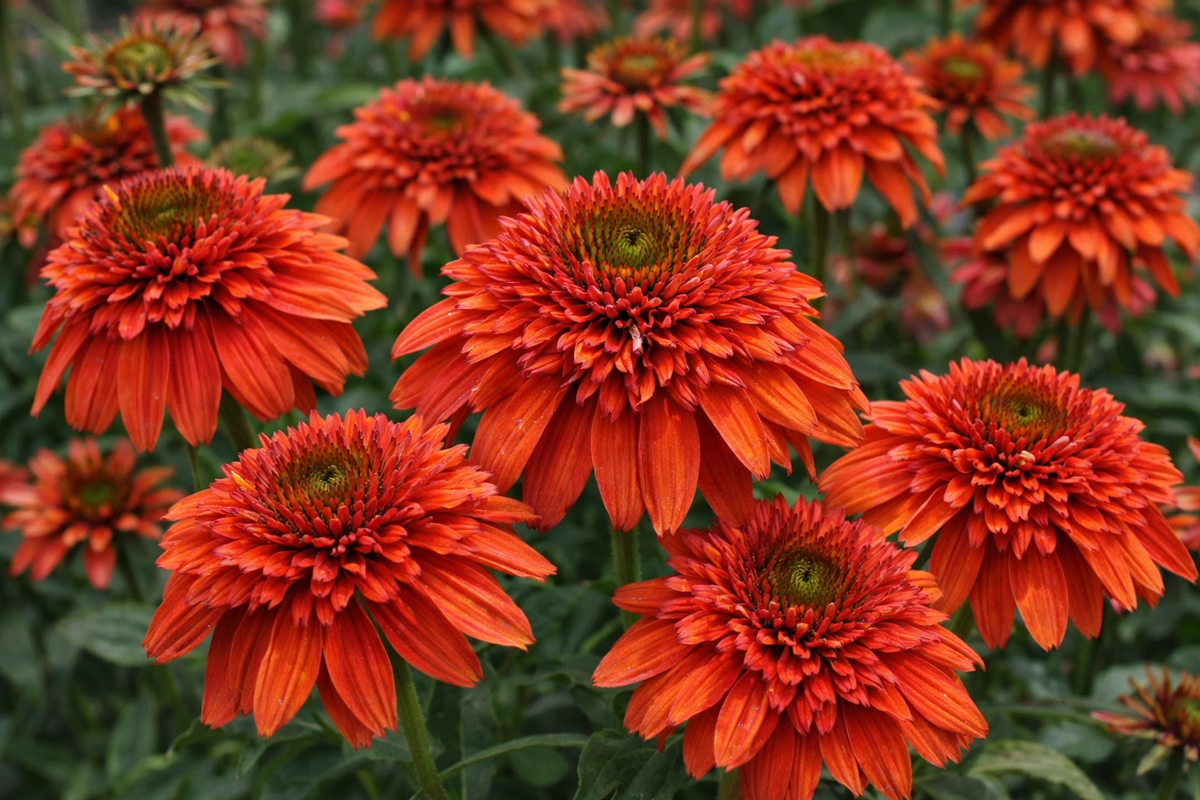 Echinacea 'Double Scoop Orangeberry Deluxe'