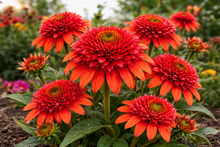 Echinacea 'Double Scoop Raspberry Deluxe'
