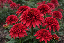 Echinacea 'Double Scoop Strawberry Deluxe'