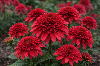 Echinacea 'Double Scoop Strawberry Deluxe'