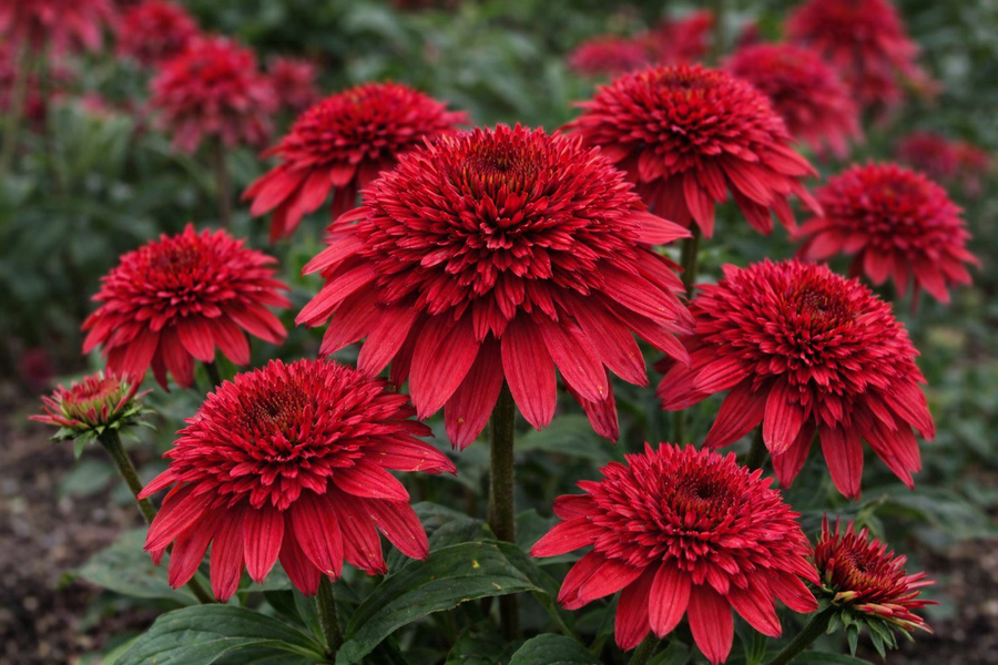 Echinacea 'Double Scoop Strawberry Deluxe'