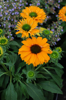 Echinacea 'Sunseekers Mineola'