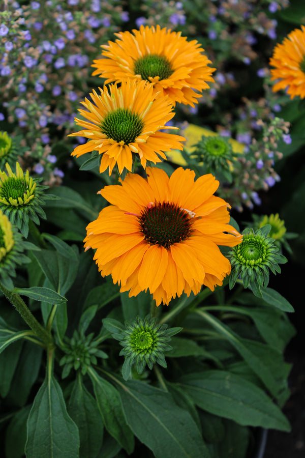 Echinacea 'Sunseekers Mineola'