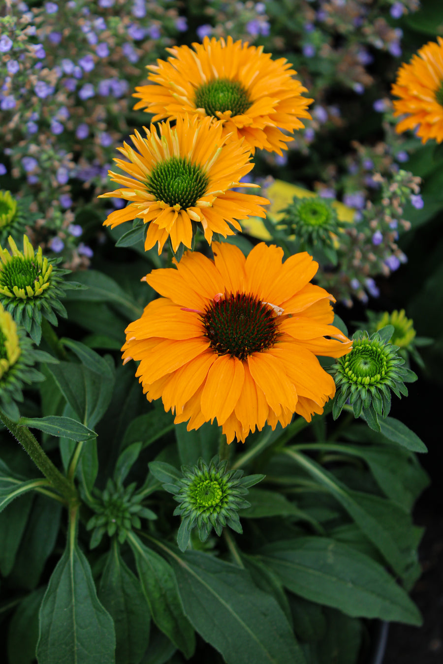 Echinacea 'Sunseekers Mineola'