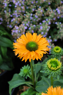 Echinacea 'Sunseekers Mineola'