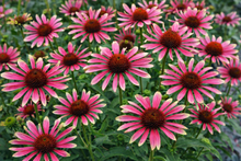 Echinacea 'Prima Spider'
