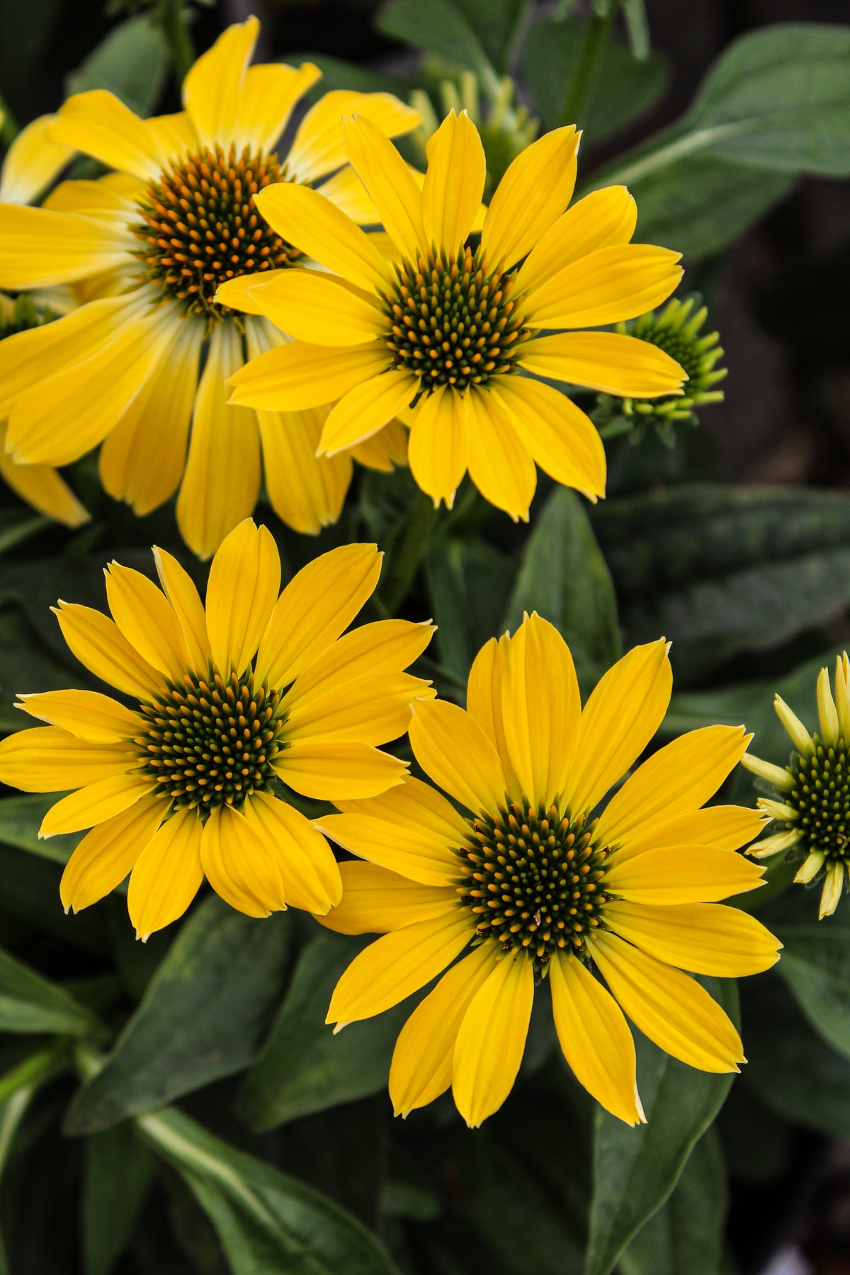 Échinacée ‘Summer Solstice’ — Echinacea