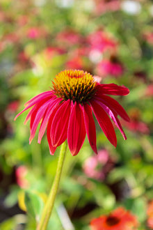 Echinacea 'Sombrero Tres Amigos'