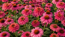 Echinacea ‘Sunseekers Pink Grapefruit’
