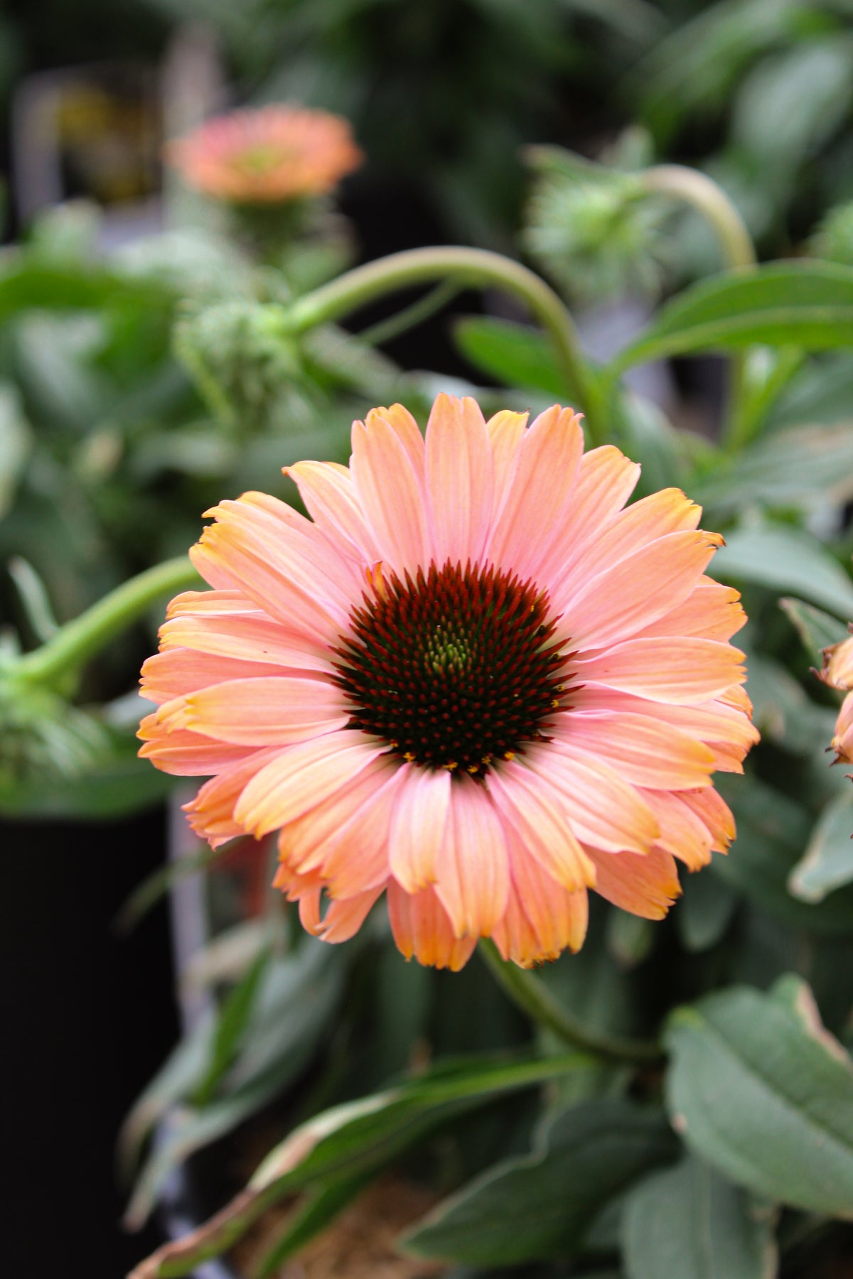 Échinacée ‘Rainbow’ — Echinacea