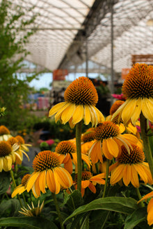 Echinacea 'Sombrero Granada Gold'