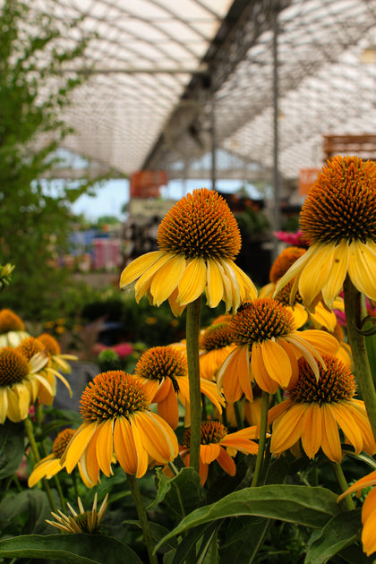 Echinacea 'Sombrero Granada Gold'