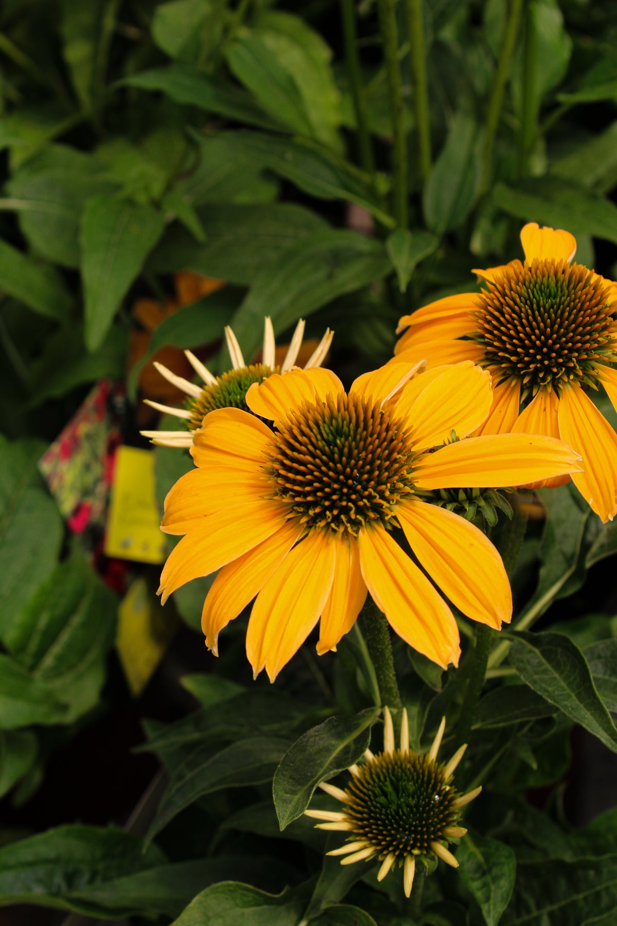 Échinacée ‘Granada Gold’ — Echinacea