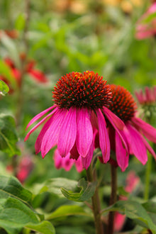 Echinacea 'Sombrero Poco Hot Pink'