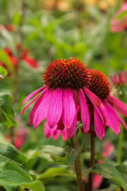 Echinacea 'Sombrero Poco Hot Pink'