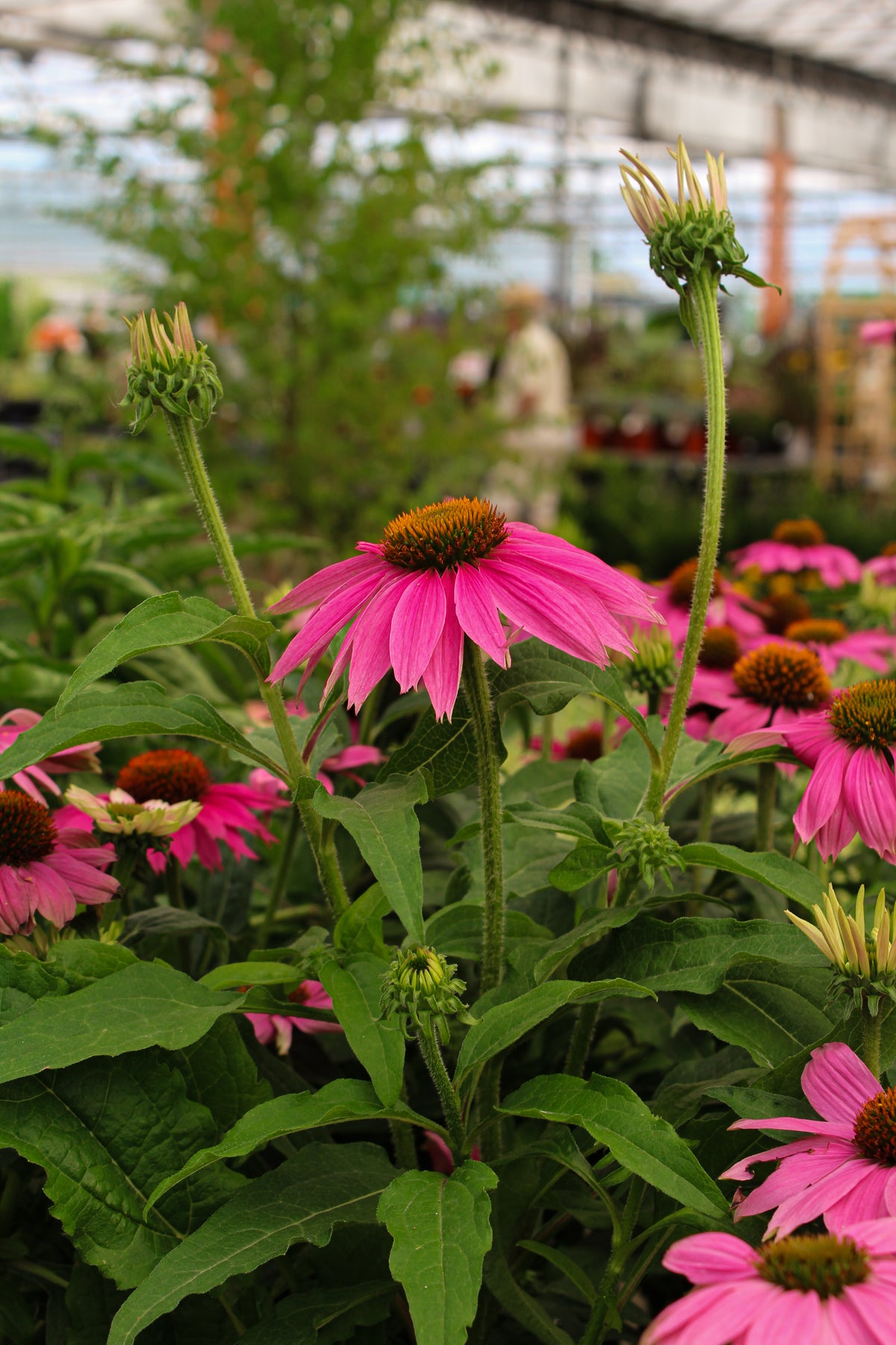 Échinacée ‘PowWow Wild Berry’