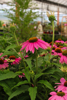Echinacea 'PowWow Wild Berry'